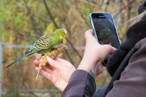 Frau fotografiert einen Papagei mit dem Handy.